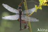 Black-tailed Skimmer (Orthetrum cancellatum)