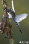 Black-tailed Skimmer (Orthetrum cancellatum)