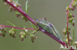 Resedawitje (Pontia daplidice)