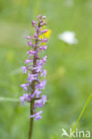 Fragant Orchid (Gymnadenia conopsea)