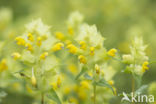 Late-flowering Yellow-rattle (Rhinanthus serotinus)