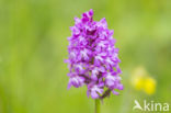 Pyramidal Orchid (Anacamptis pyramidalis)