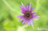 Paarse morgenster (Tragopogon porrifolius)