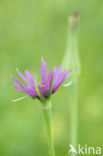 Paarse morgenster (Tragopogon porrifolius)