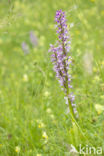 Military Orchid (Orchis militaris)