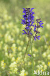 Meadow Clary (Salvia pratensis)