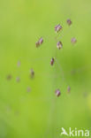 Quaking Grass (Briza media)