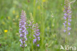 Quaking Grass (Briza media)