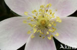 Burnet Rose (Rosa pimpinellifolia)