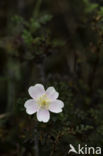 Burnet Rose (Rosa pimpinellifolia)