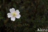 Duinroosje (Rosa pimpinellifolia)