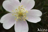 Burnet Rose (Rosa pimpinellifolia)