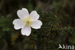 Duinroosje (Rosa pimpinellifolia)