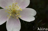 Burnet Rose (Rosa pimpinellifolia)