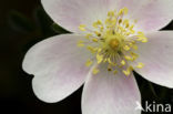 Burnet Rose (Rosa pimpinellifolia)