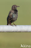 European Starling (Sturnus vulgaris)