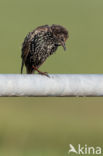 Spreeuw (Sturnus vulgaris)