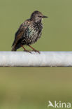 European Starling (Sturnus vulgaris)