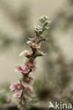 Stekend loogkruid (Salsola kali subsp. kali)