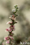 Stekend loogkruid (Salsola kali subsp. kali)
