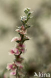 Prickly Saltwort (Salsola kali subsp. kali)