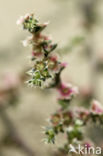 Stekend loogkruid (Salsola kali subsp. kali)