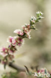 Prickly Saltwort (Salsola kali subsp. kali)