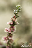 Stekend loogkruid (Salsola kali subsp. kali)