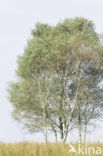 Berk (Betula)