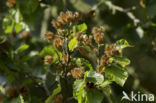 Beuk (Fagus sylvatica)