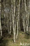 Berk (Betula)