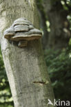 Beuk (Fagus sylvatica)