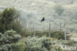 Carrion Crow (Corvus corone)