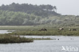 Konik horse (Equus spp)