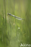 Azuurwaterjuffer (Coenagrion puella)