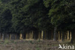 Beuk (Fagus sylvatica)