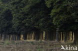 Beech (Fagus sylvatica)