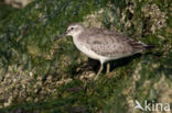 Kanoetstrandloper (Calidris canutus)