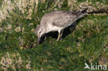 Kanoetstrandloper (Calidris canutus)