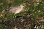 Kanoetstrandloper (Calidris canutus)