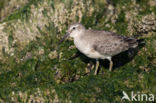 Red Knot (Calidris canutus)