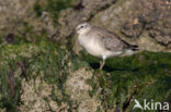 Kanoetstrandloper (Calidris canutus)