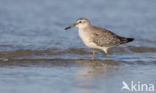 Kanoetstrandloper (Calidris canutus)