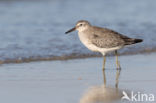 Red Knot (Calidris canutus)