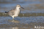 Kanoetstrandloper (Calidris canutus)