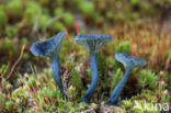 Blauwgroen trechtertje (Omphalina chlorocyanea)