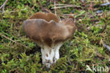 Vinegar cup (Helvella acetabulum)