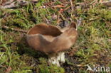 Vinegar cup (Helvella acetabulum)