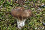 Vinegar cup (Helvella acetabulum)