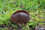 Vinegar cup (Helvella acetabulum)